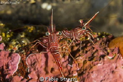 Two cleaning shrimps
Canon 60d with Canon 100mm by Fabio Strazzi 